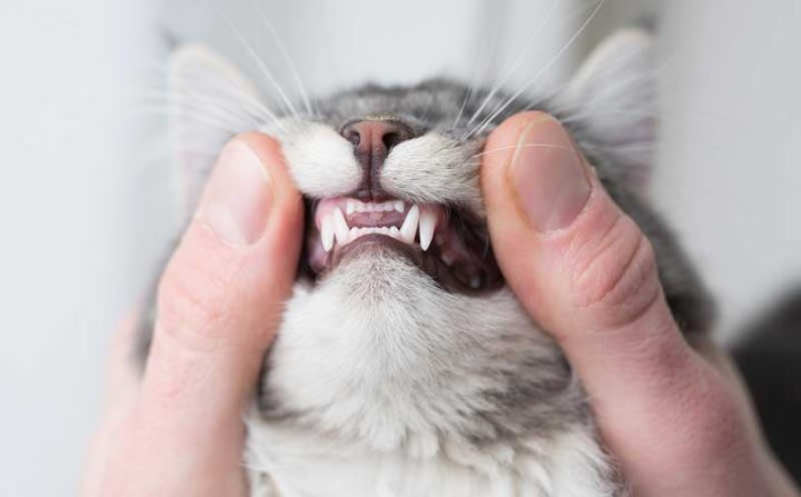 Pet Dental Health Tips: Ensuring a Happy, Healthy Smile