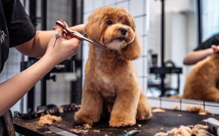 Pre-Spring Pet Grooming Tips: Freshen Up for the New Season